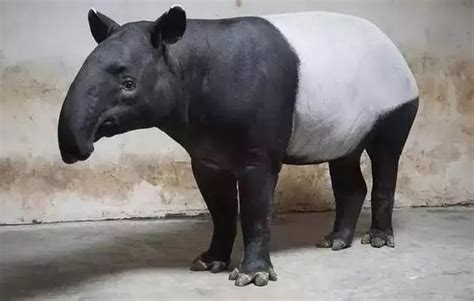 食鐵獸蚩尤|熊貓這麼可愛為什麼古代會叫它「食鐵獸」，熊貓真的會「吃鐵」。